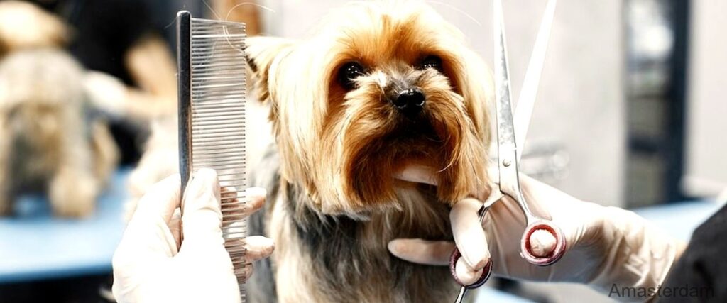 De 7 beste dierentrimmers in Amsterdam