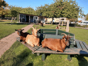 De bedrijfsnaam is Buurtboerderij Het Dierendok - Cordaan