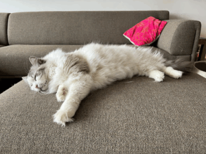 De bedrijfsnaam is Chat adore kattentrimster