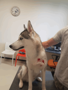 De bedrijfsnaam is dierenkliniek Bokhove Bouman