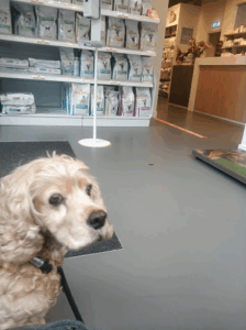 De bedrijfsnaam is dierenkliniek Buitenveldert