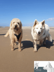 De bedrijfsnaam is instinctive cats and dogs