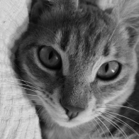 De bedrijfsnaam is kattengedragstherapie amsterdam