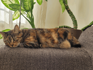 De bedrijfsnaam is Kopjes kattenoppas