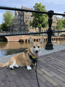 De bedrijfsnaam is trimsalon vier poten